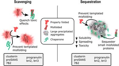 Secreted Chaperones in Neurodegeneration